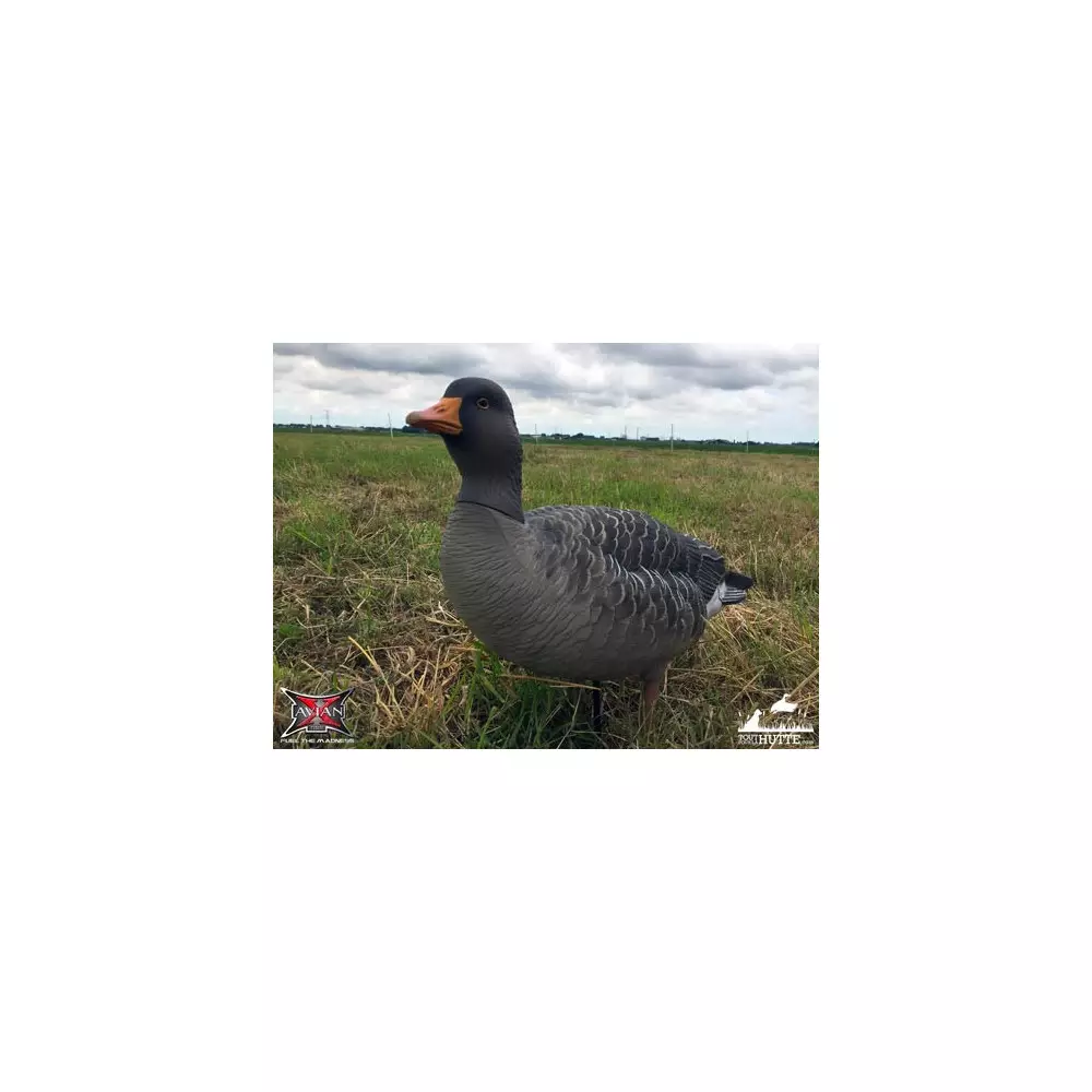 Formes D'oie Cendrée Sur Pattes AvianX X6 7 Formes D'oie Cendrée Sur Pattes AvianX X6 – Image 5