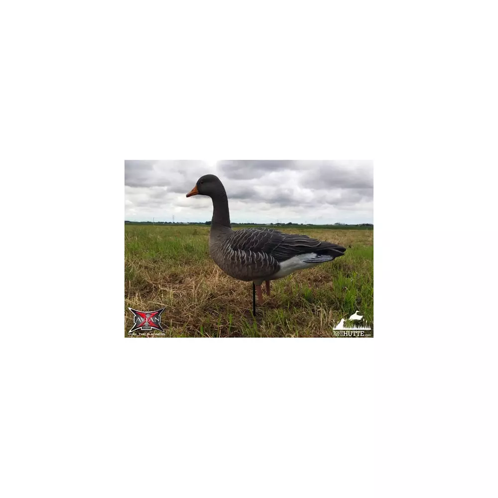 Formes D'oie Cendrée Sur Pattes AvianX X6 8 Formes D'oie Cendrée Sur Pattes AvianX X6 – Image 6