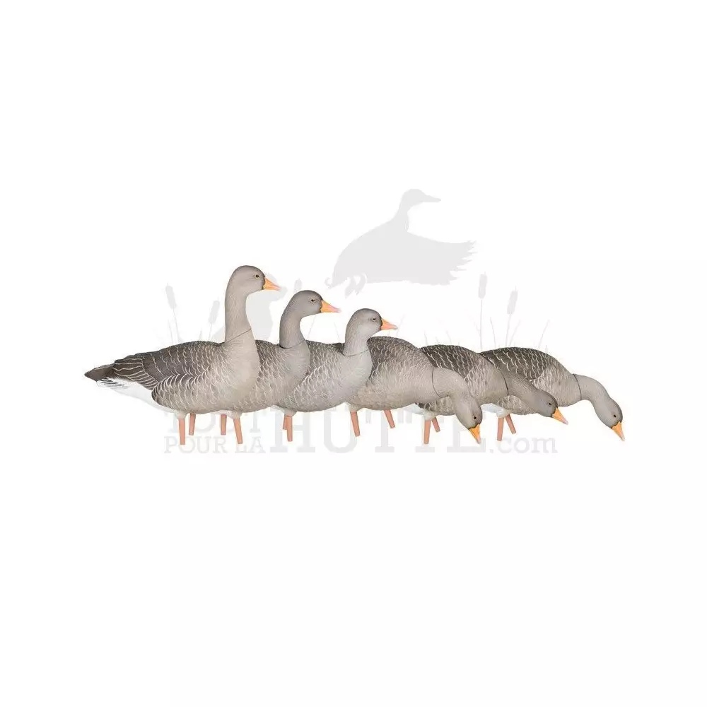 Formes D'oie Cendrée Sur Pattes AvianX X6 3 Formes D'oie Cendrée Sur Pattes AvianX X6