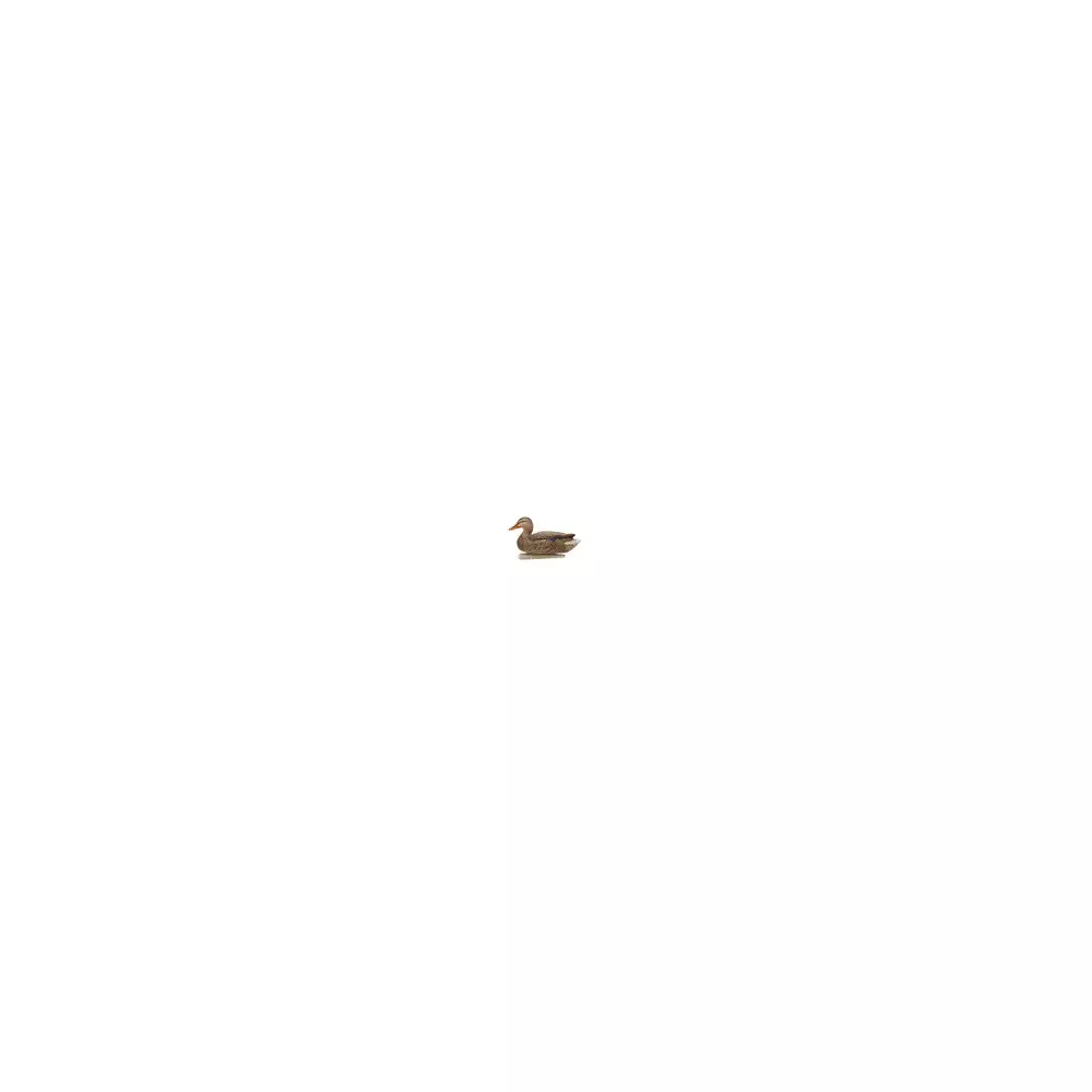 Formes De Colvert AvianX Repos Et Actifs HD 4 Formes De Colvert AvianX Repos Et Actifs HD – Image 2