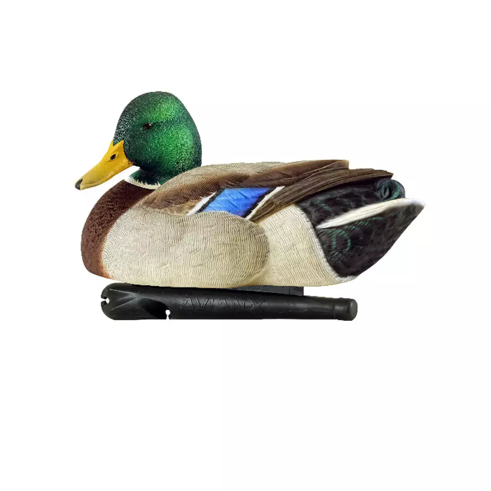 Formes De Colvert AvianX Repos Et Actifs HD 6 Formes De Colvert AvianX Repos Et Actifs HD – Image 4