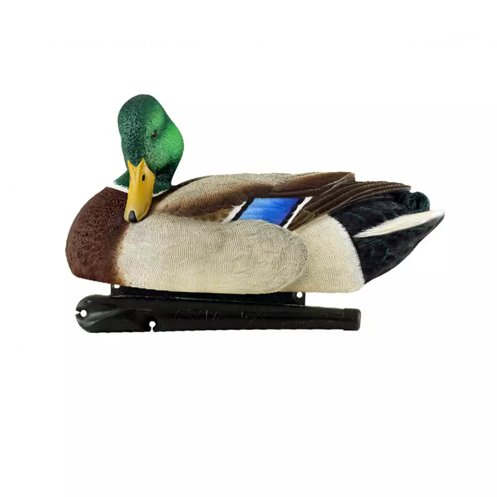 Formes De Colvert AvianX Repos Et Actifs HD 7 Formes De Colvert AvianX Repos Et Actifs HD – Image 5