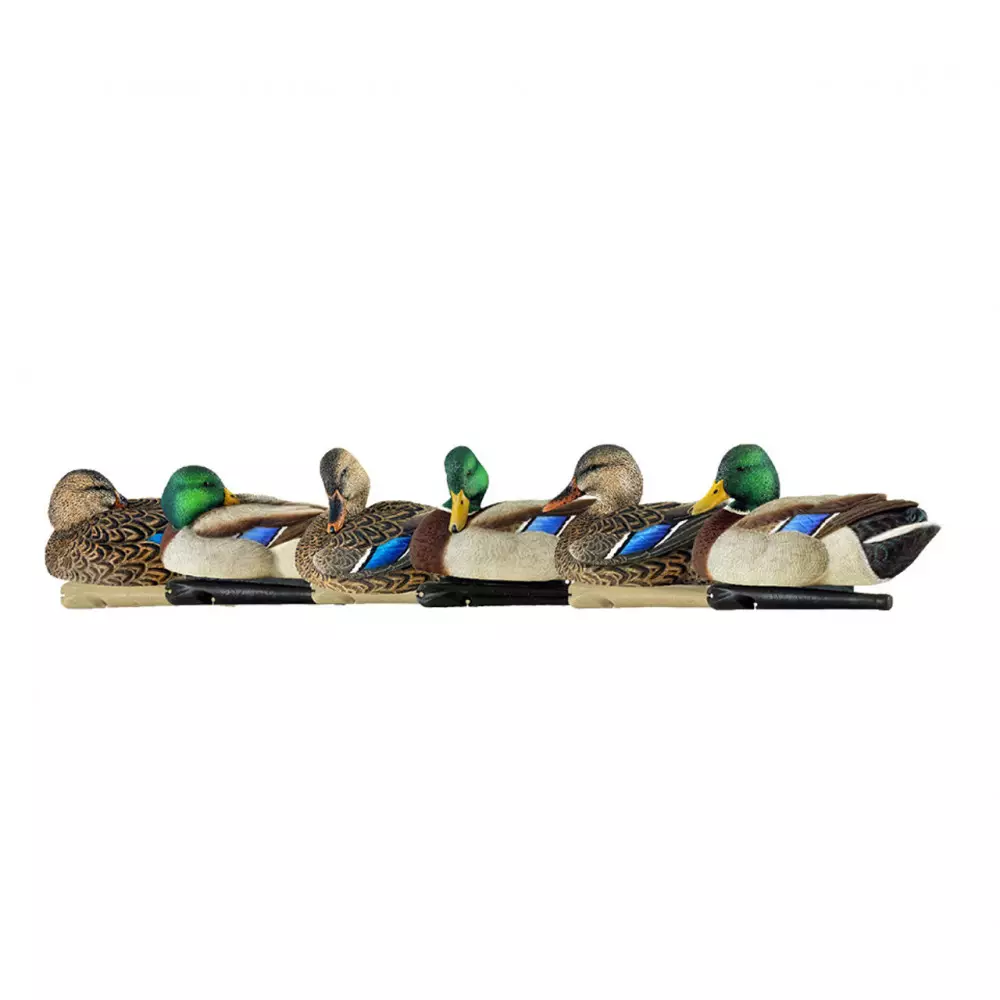 Formes De Colvert AvianX Repos Et Actifs HD 3 Formes De Colvert AvianX Repos Et Actifs HD