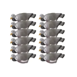 Formes De Pigeon Coquille X12